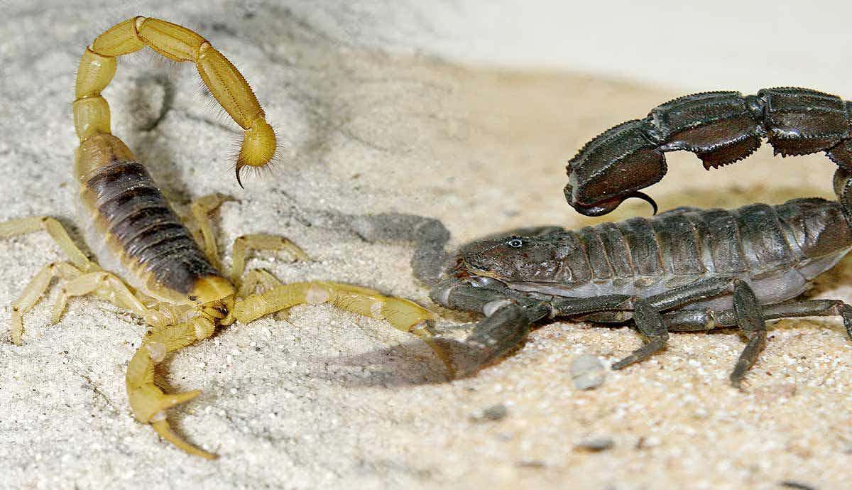 Top 8 Most Dangerous Scorpions in the World