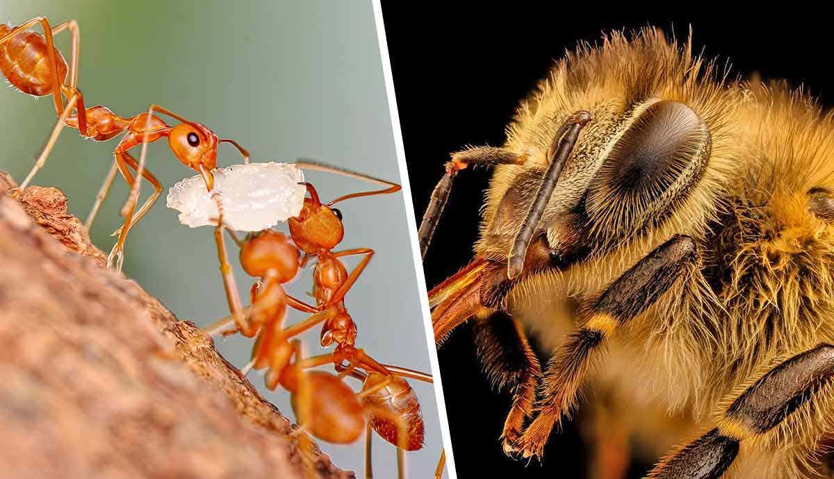 Incredible Insects and Their Complex Social Structures