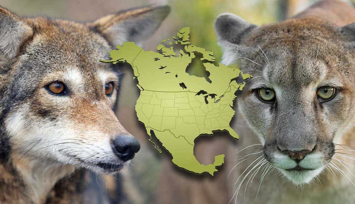 Endangered Animals of North America