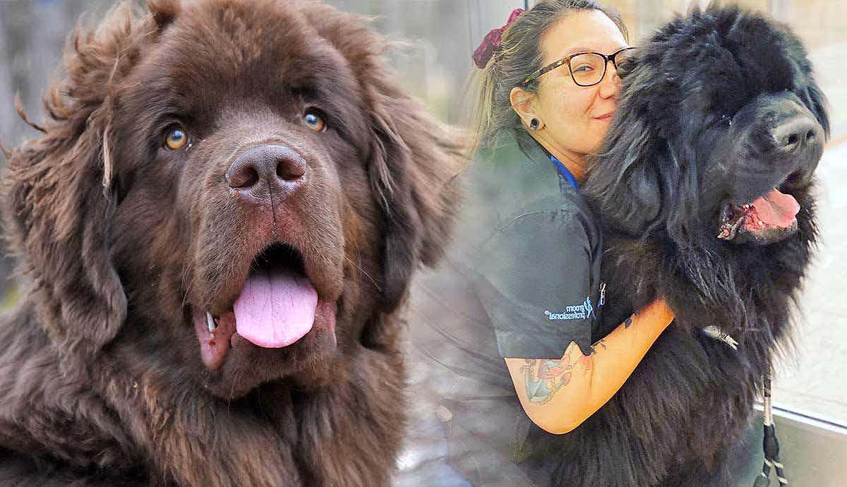 5 Things You Should Know About the Newfoundland Dog