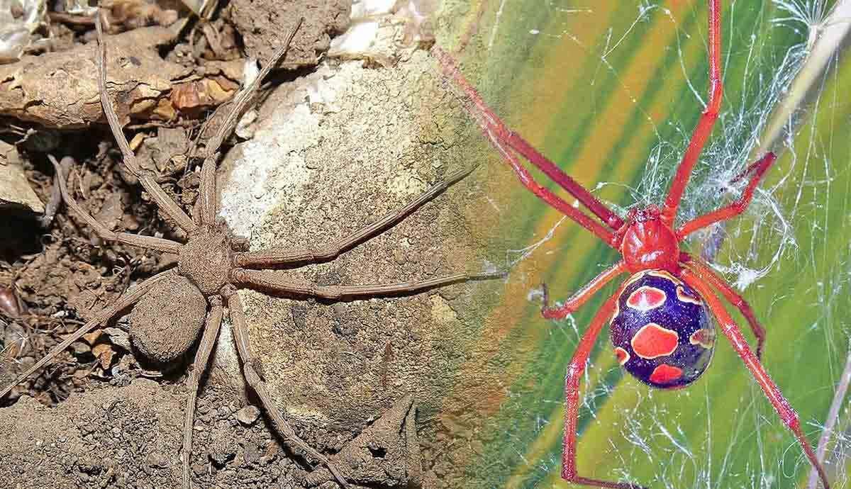 The World’s Top 10 Most Venomous Spiders
