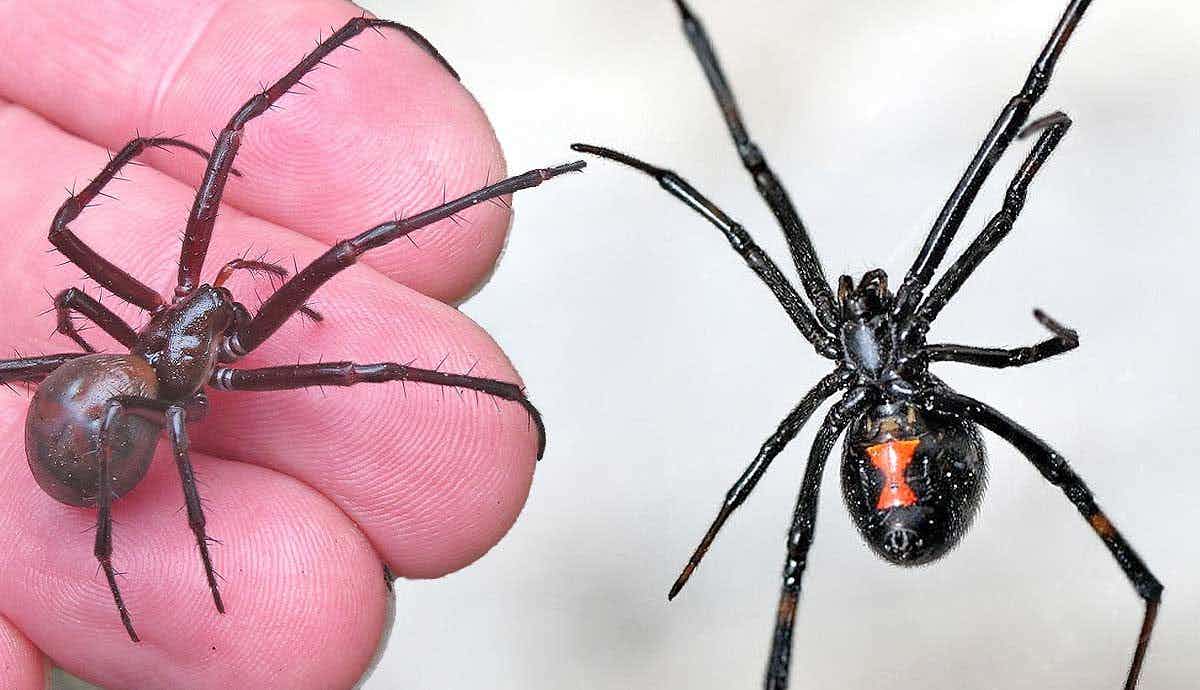 Are Black Widow Spiders Deadly?