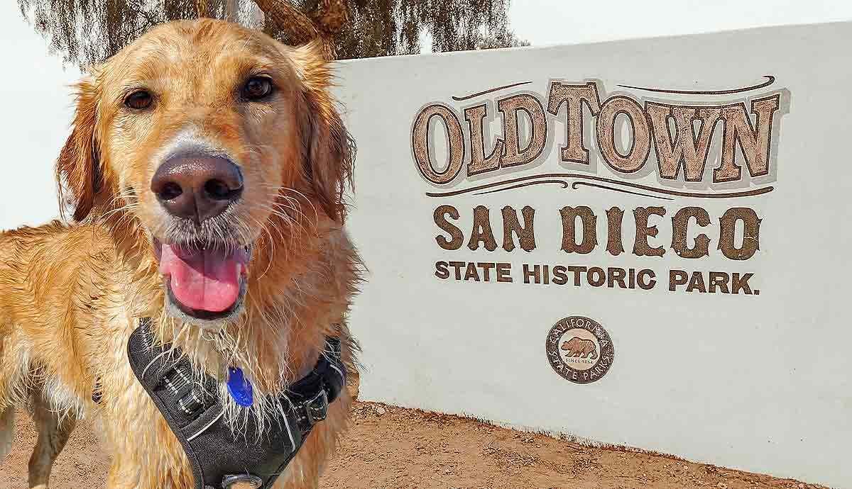 8 Pet Friendly Places for Dogs in San Diego