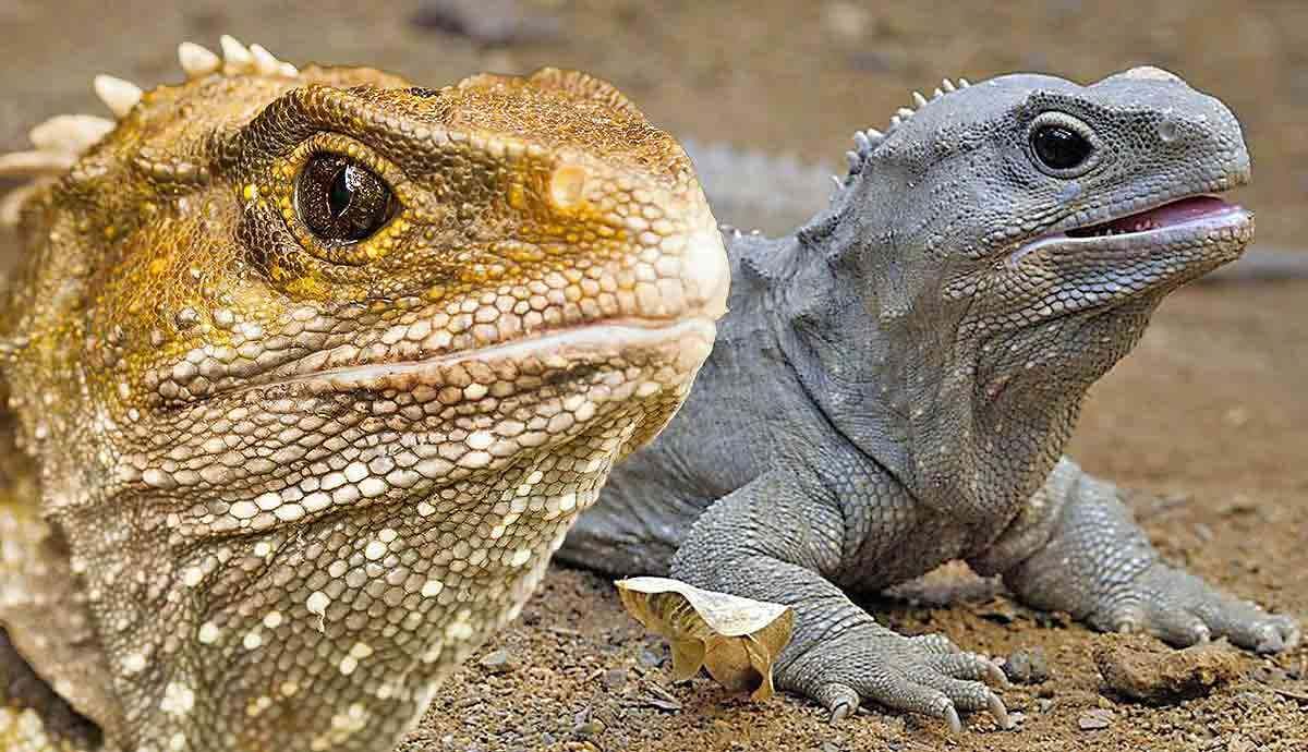 5 Amazing Facts about the Tuatara