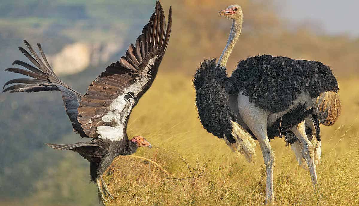 Which Are the World’s Biggest Birds?