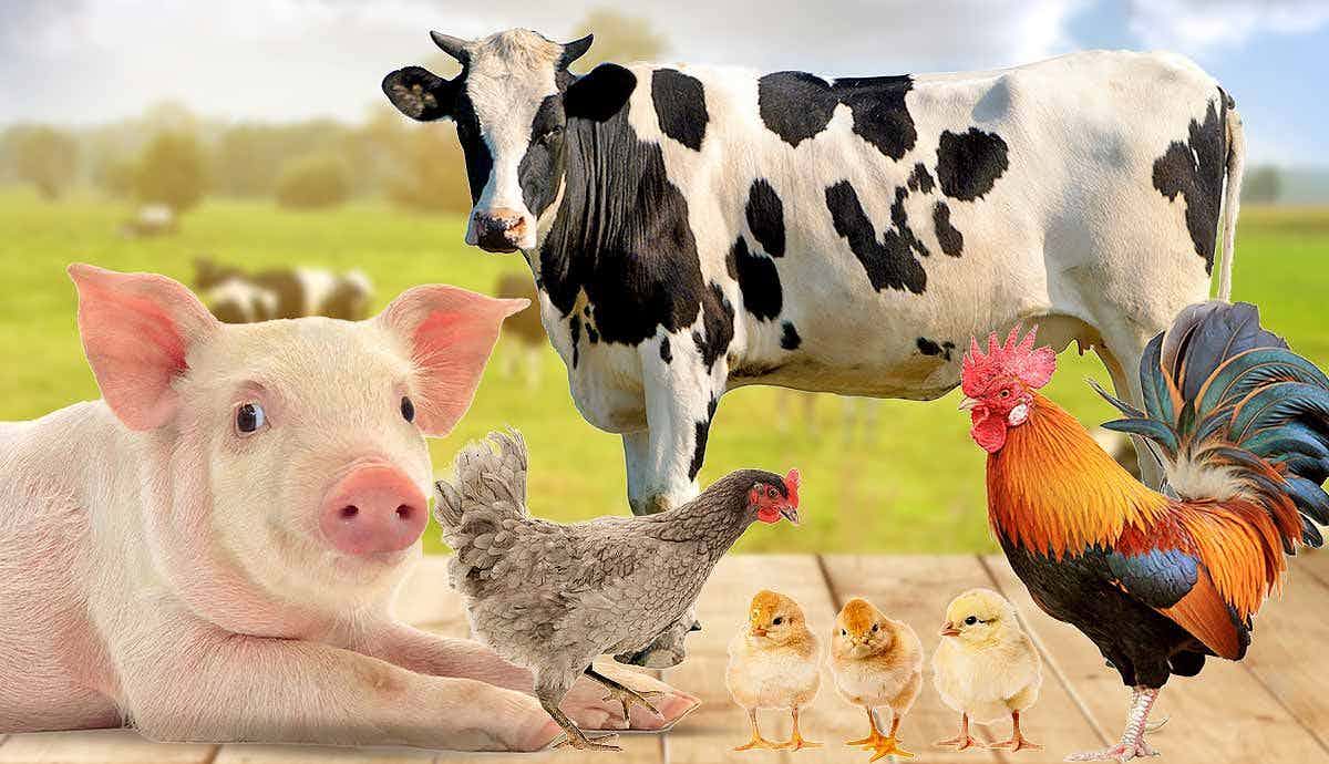 The Emotional World of Farmed Animals
