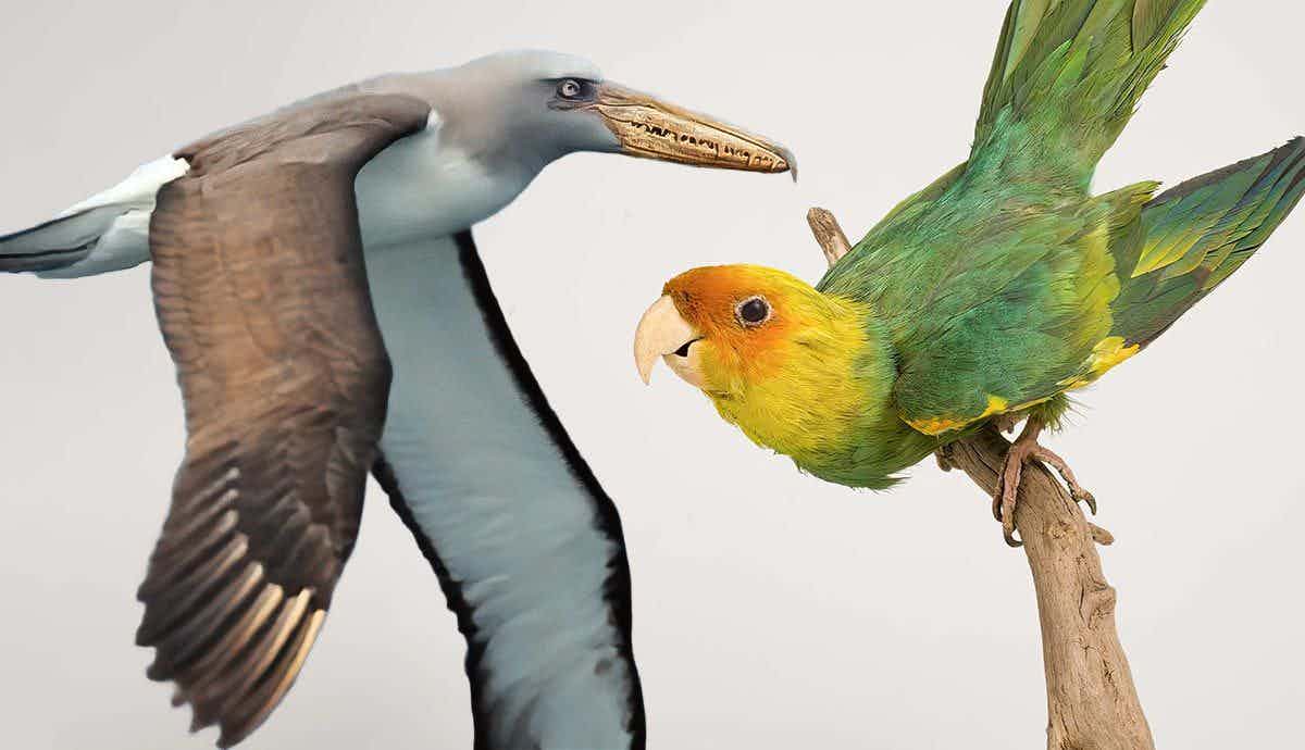 7 Interesting Extinct Birds
