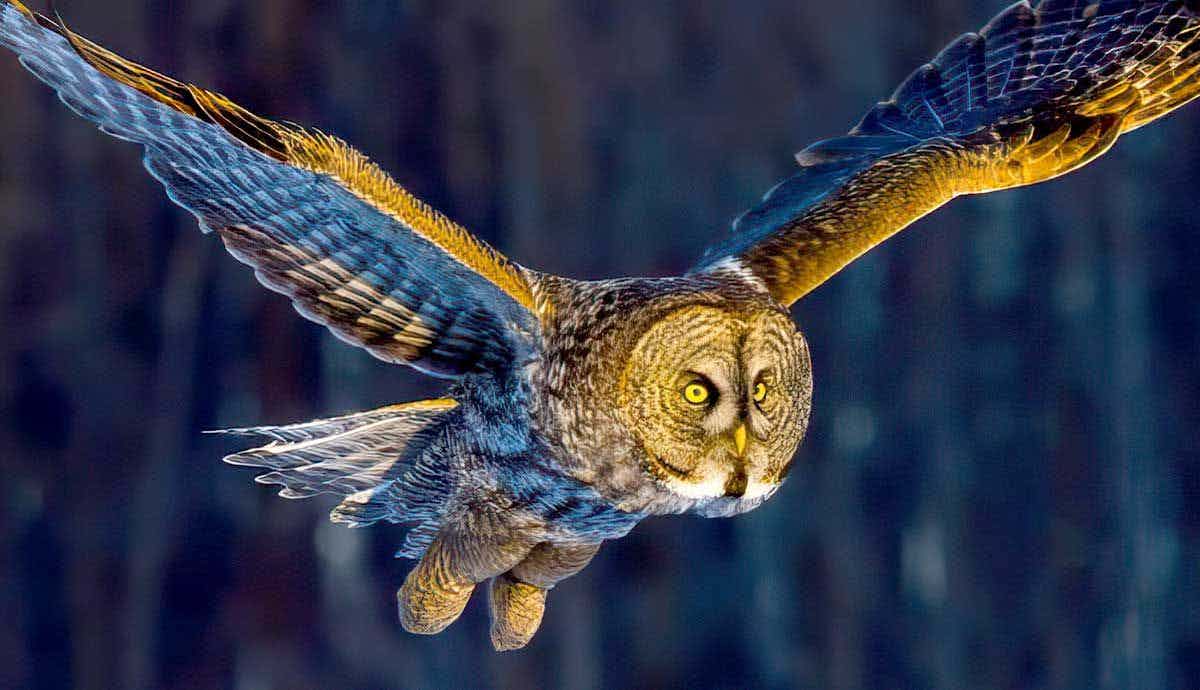 6 Fun Facts About Owls and Their Nightlife