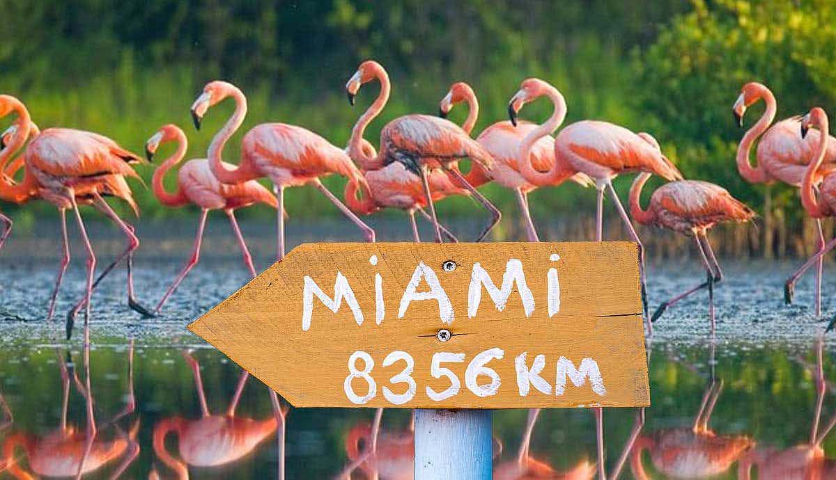 Top 5 Animal Sanctuaries Near Miami