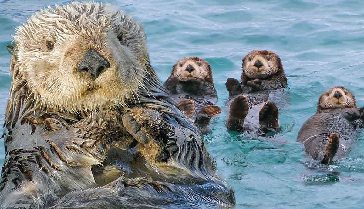 Where do Sea Otters Live?