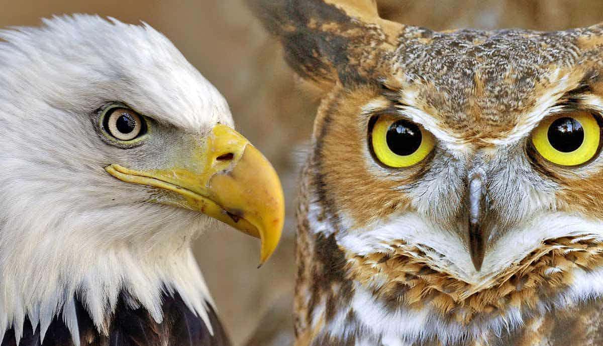 Which Animals Have the Best Eyesight?