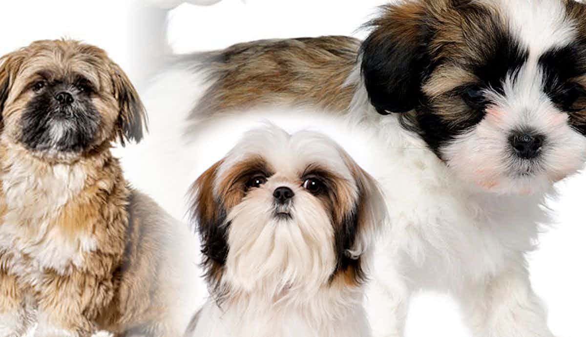 Top 7 Quietest Dog Breeds