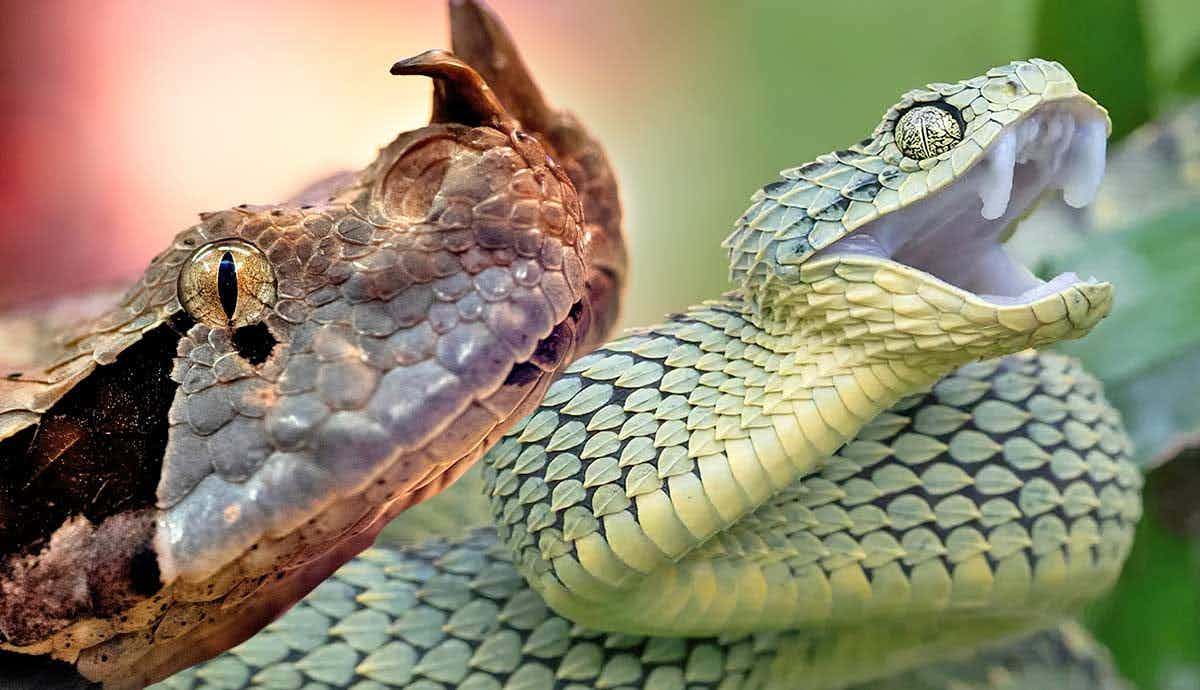 Interesting Facts About Africa’s Deadliest Vipers