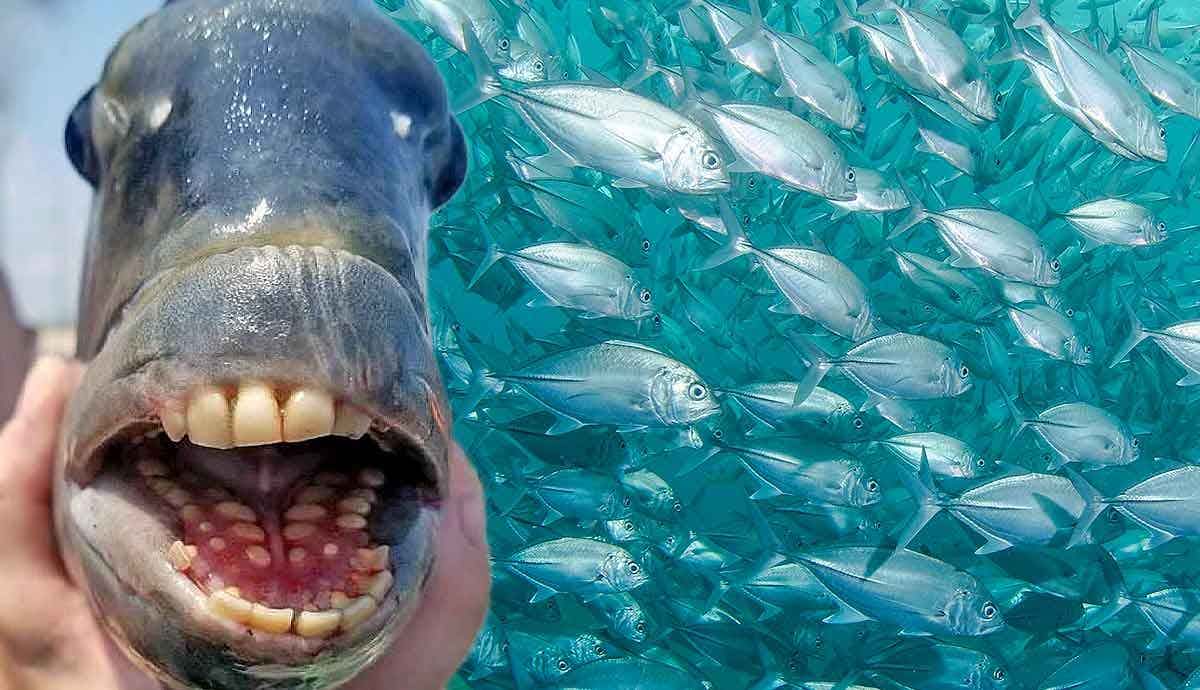 5 Fun Facts About Fish
