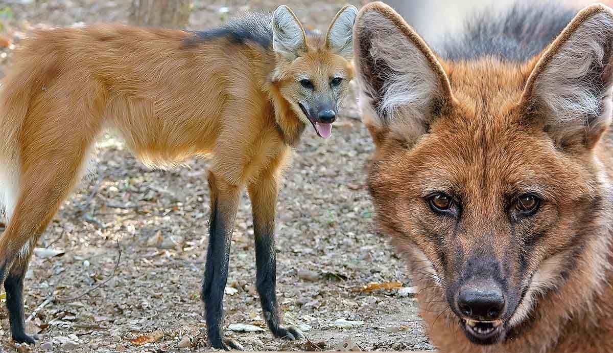 5 Amazing Facts About the Maned Wolf