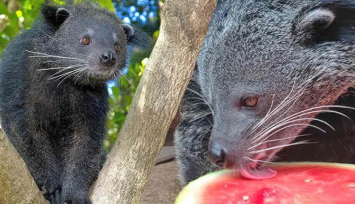 5 Amazing Facts about the Binturong
