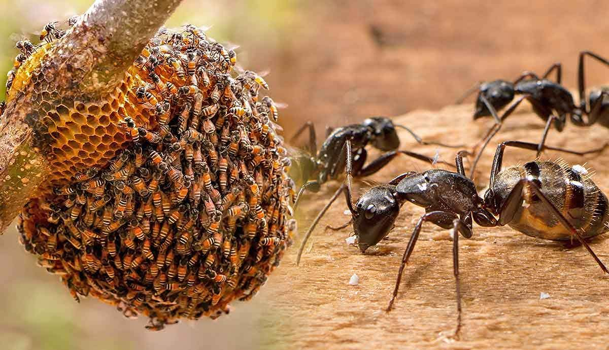 Top Four Largest Insect Colonies