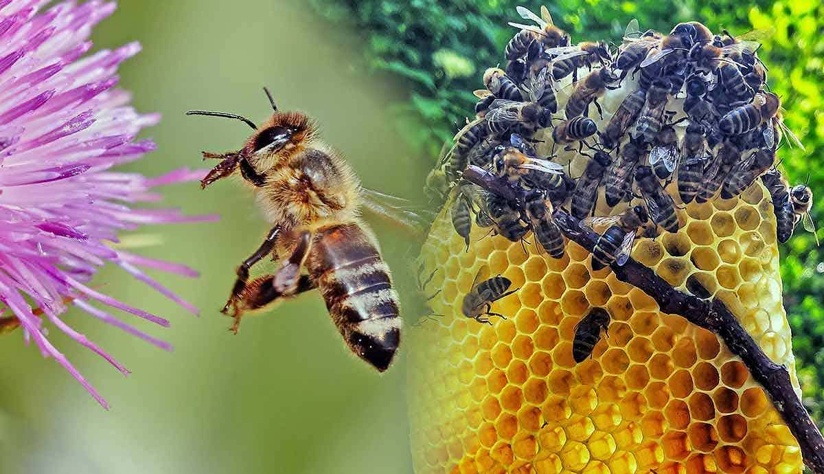 How Do Bees Make Honey?