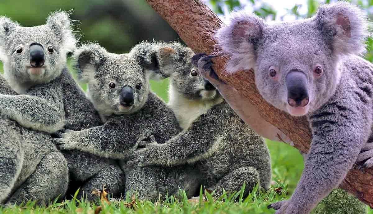 Will Habitat Loss Lead to The Extinction of Koalas?
