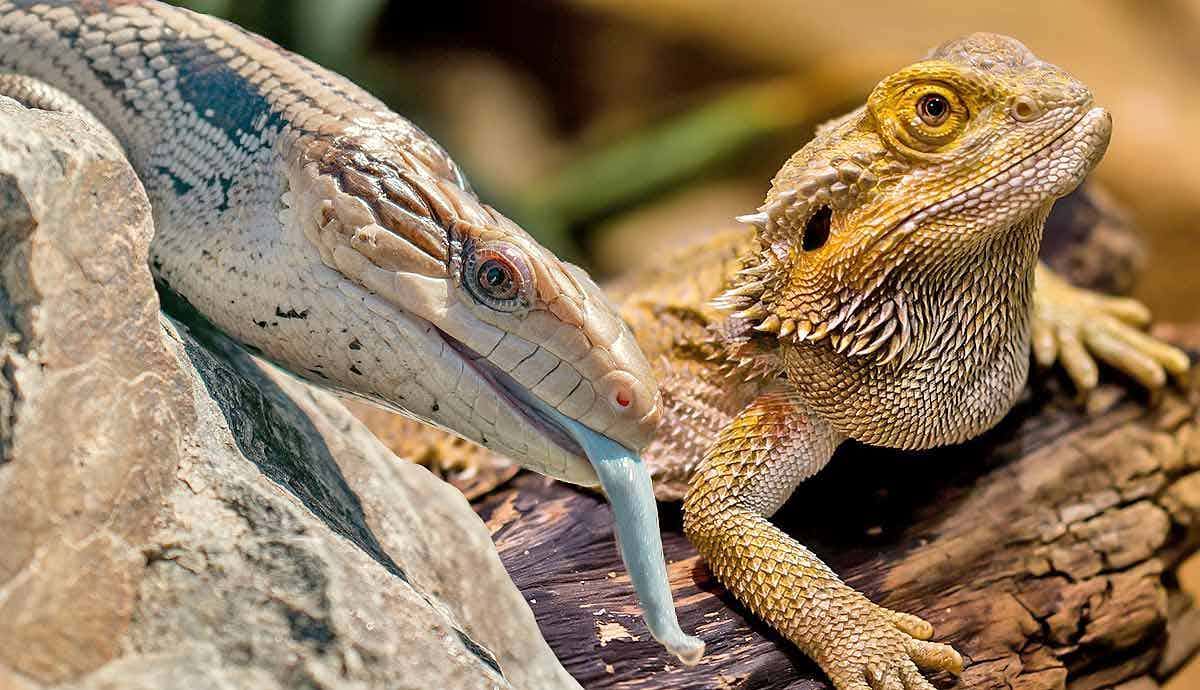 7 Reptiles That are Easy to Handle as Pets