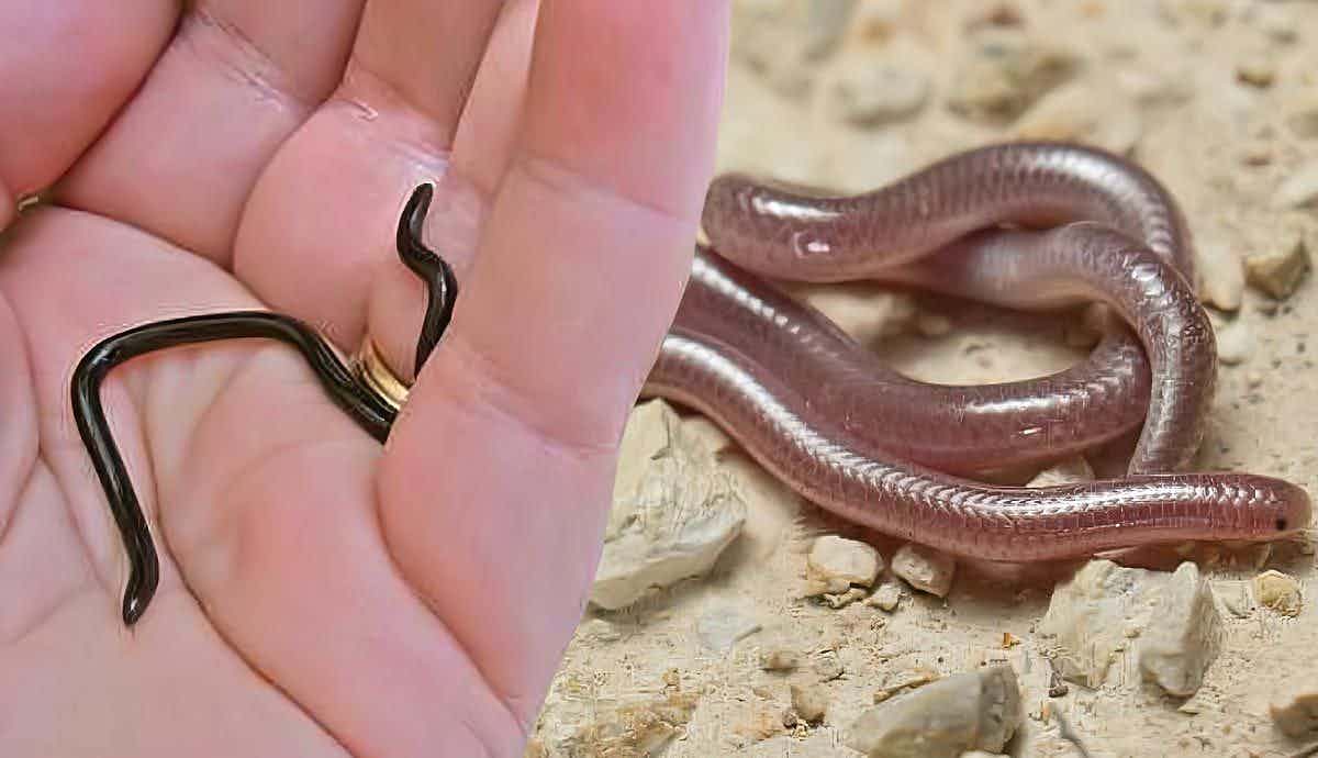 The 4 Smallest Snakes in the World