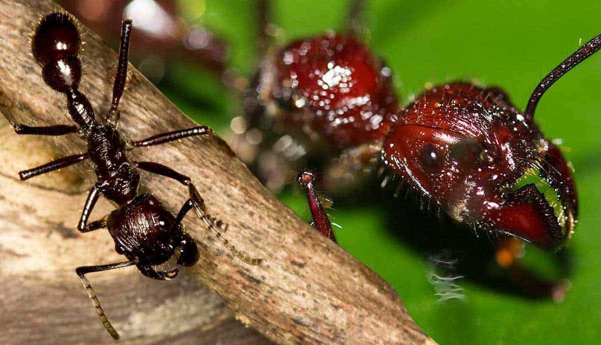 5 Amazing Facts About the Bullet Ant