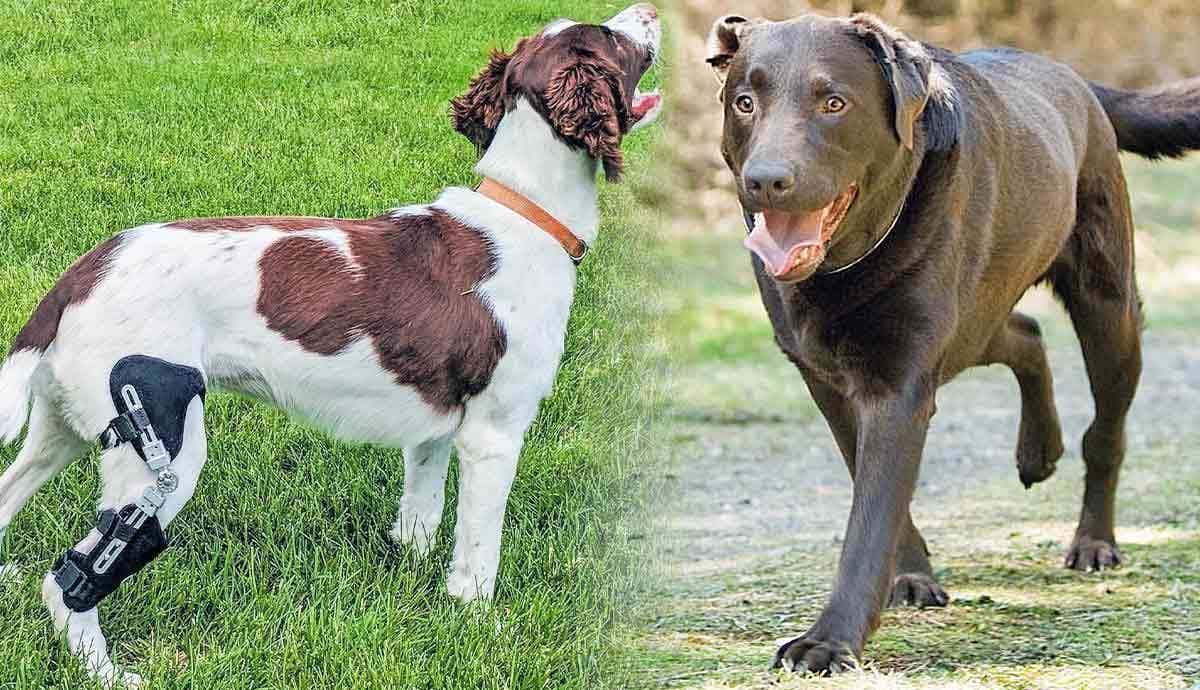 What is Cruciate Ligament Injury in Dogs?