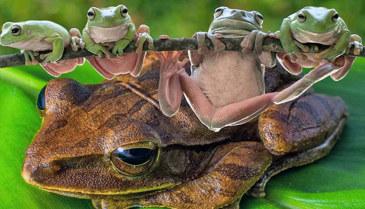 5 Fun Frog Facts