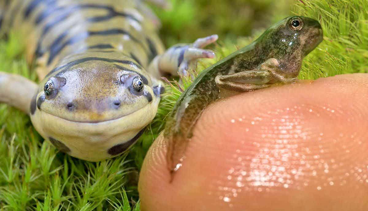 Discover Amphibians and Their Unique Adaptations