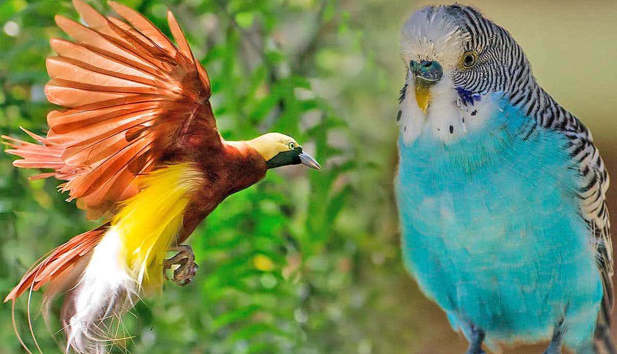 Unique Birds of Oceania