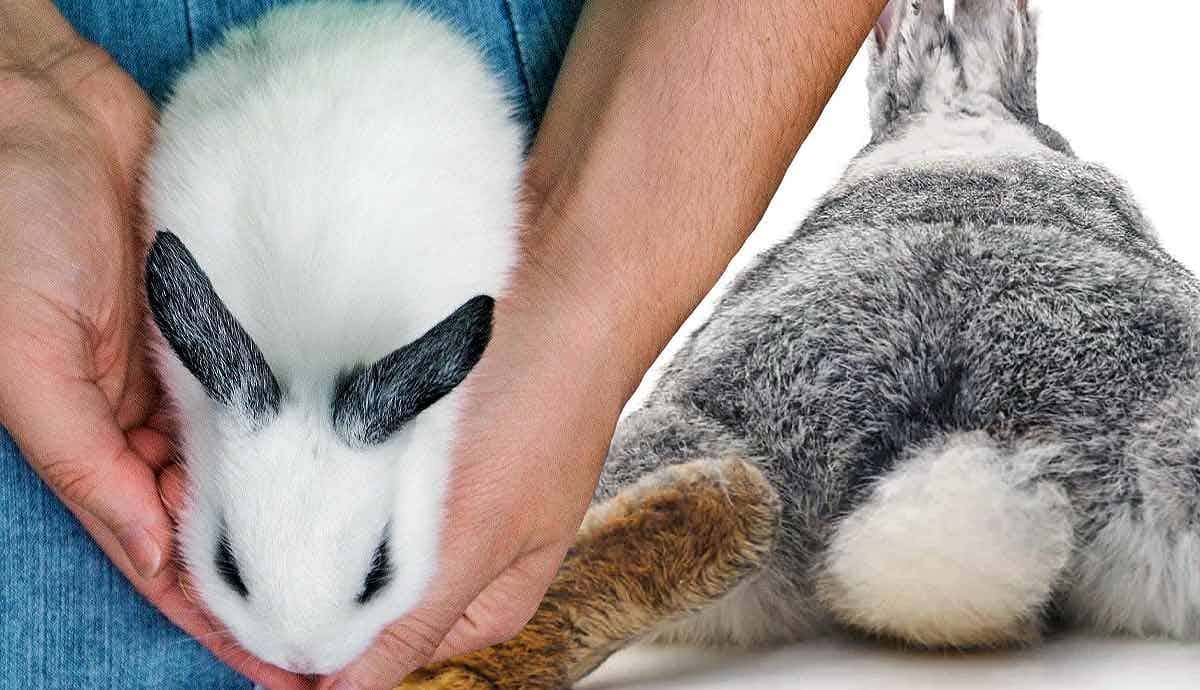 Why Do Rabbits Have White Tails?