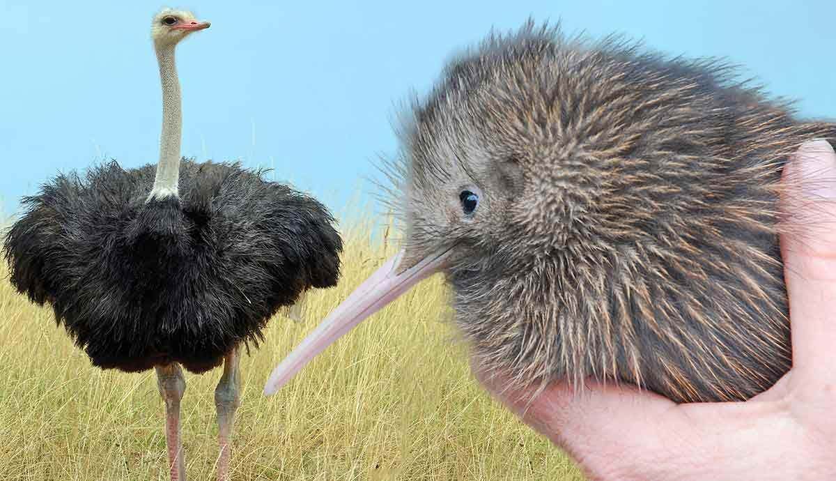 Why are Some Birds Flightless?