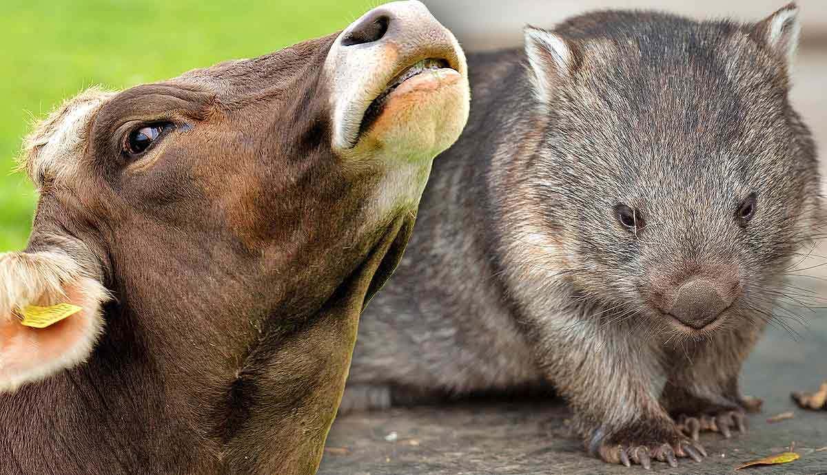 Amusing Revelations: 5 Funny Animal Facts