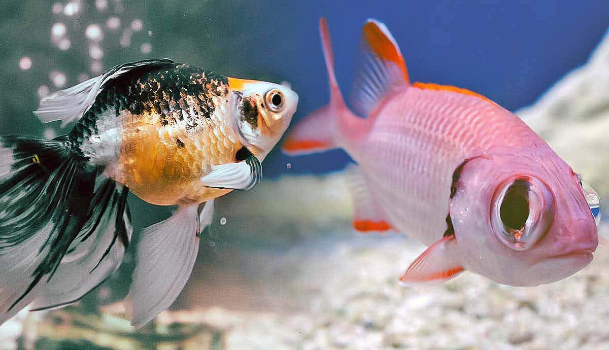 7 Reasons Fish Are Fantastic Pets