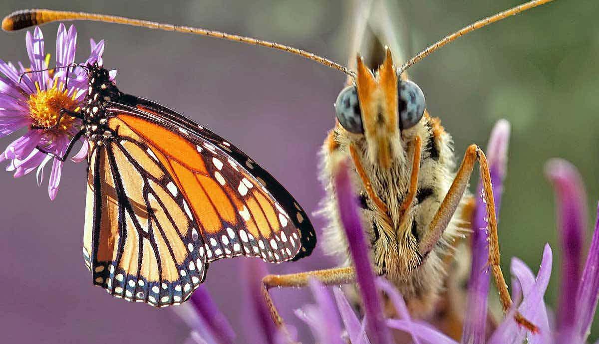 7 Fascinating Facts About Butterflies