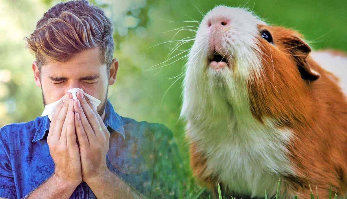 7 Perfect Pets for People with Allergies