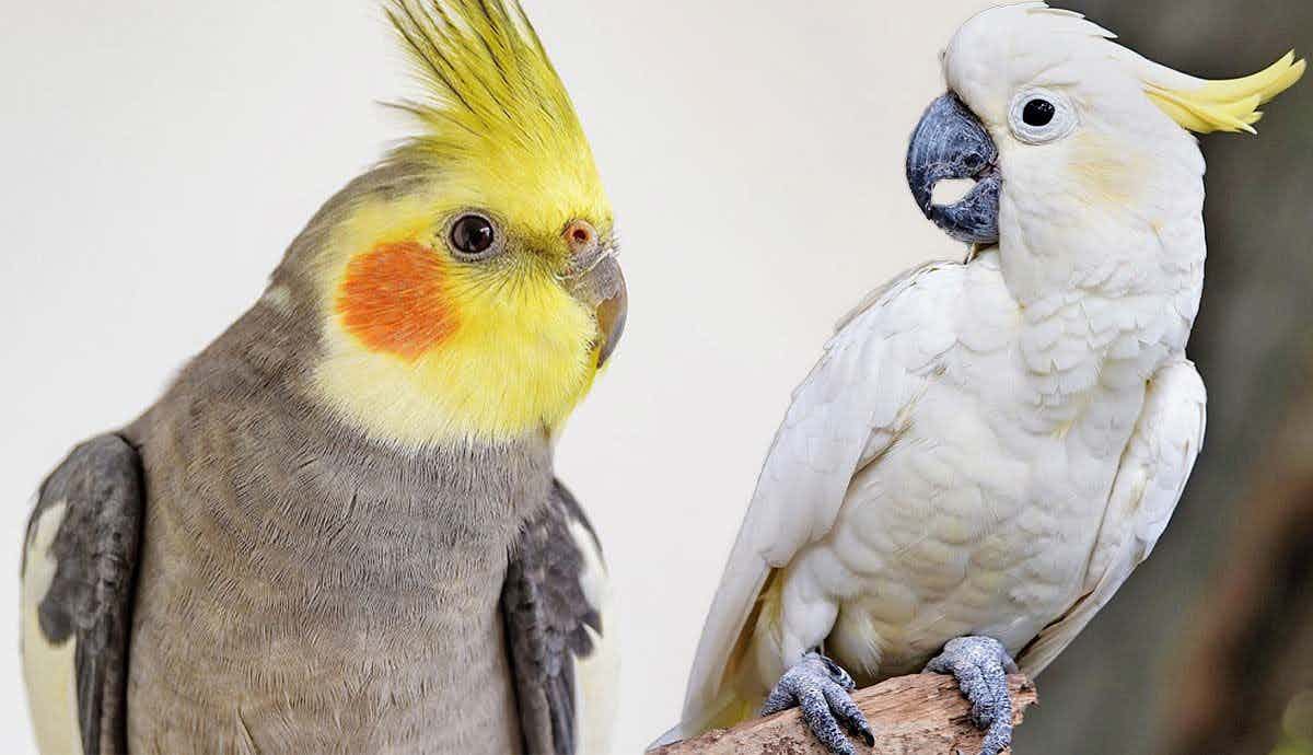 Top 5 Birds That Make the Best Pets