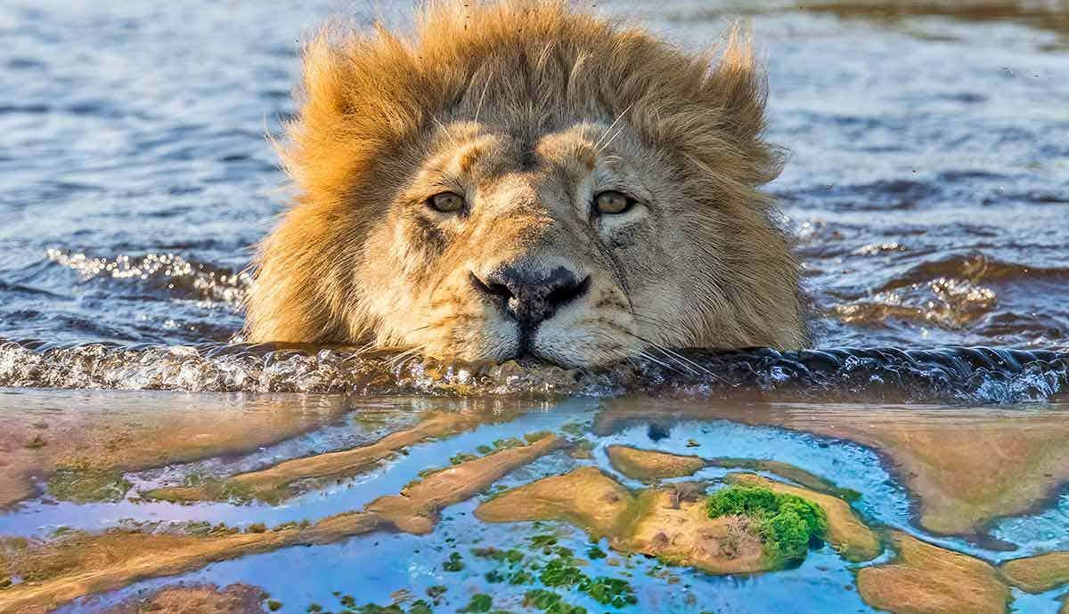 Super Lion Island: The Story of Okavango Delta