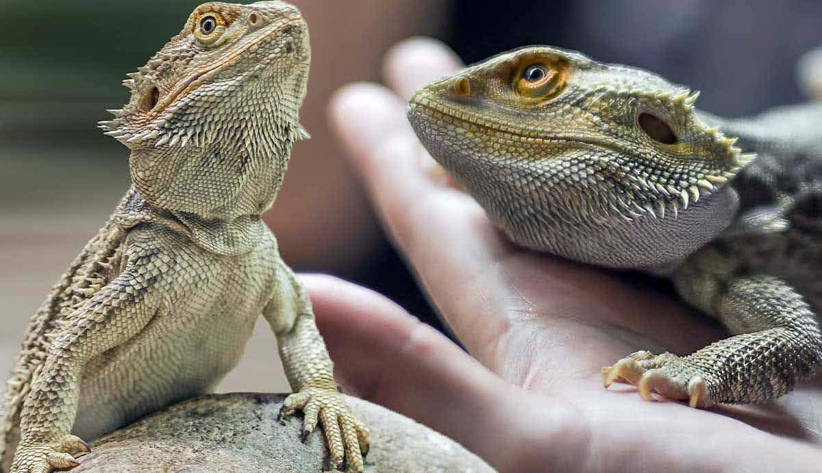 Do Lizards Make Good Pets?