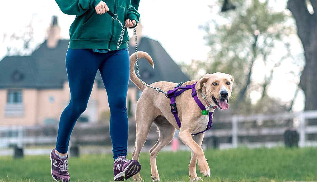 6 Simple Ways to Stay Fit with Your Dog