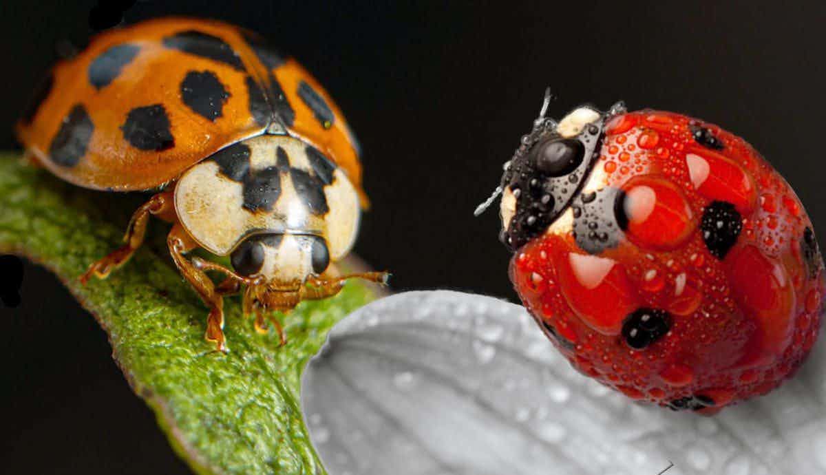 8 Incredible Facts About Ladybugs