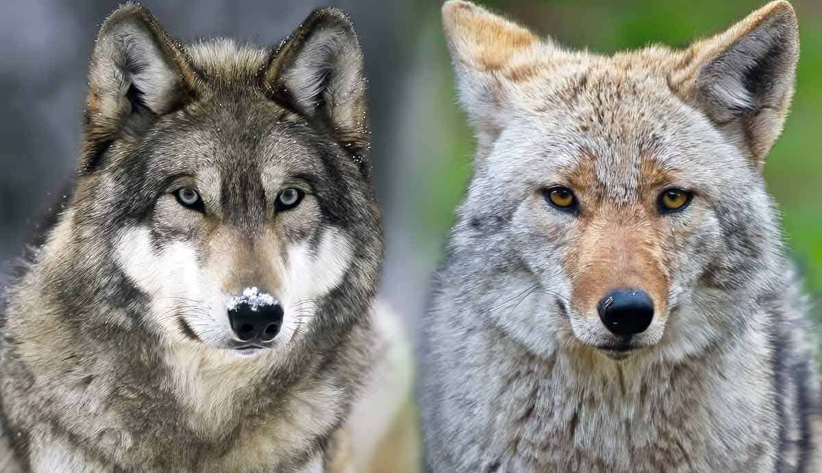 Wolf vs. Coyote: What’s The Difference?