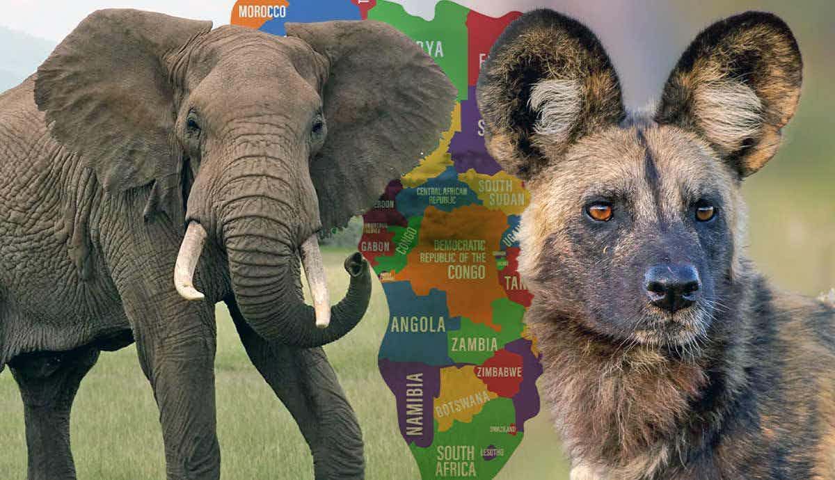 Top 5 Endangered Species of Africa