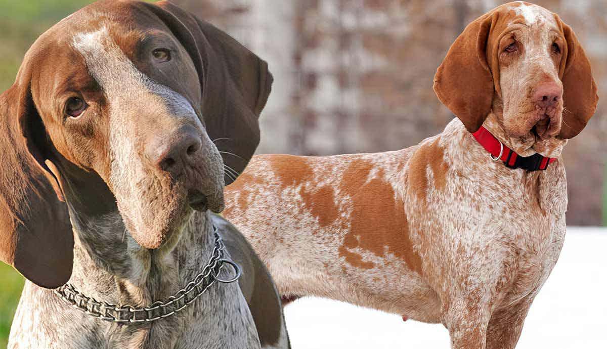 Meet the Bracco Italiano: The AKC’s Newest Dog Breed