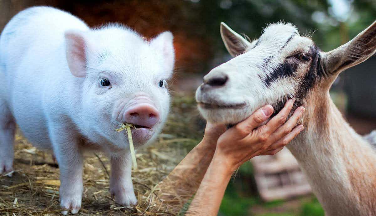 Which Farmyard Animals Make the Best Companions?
