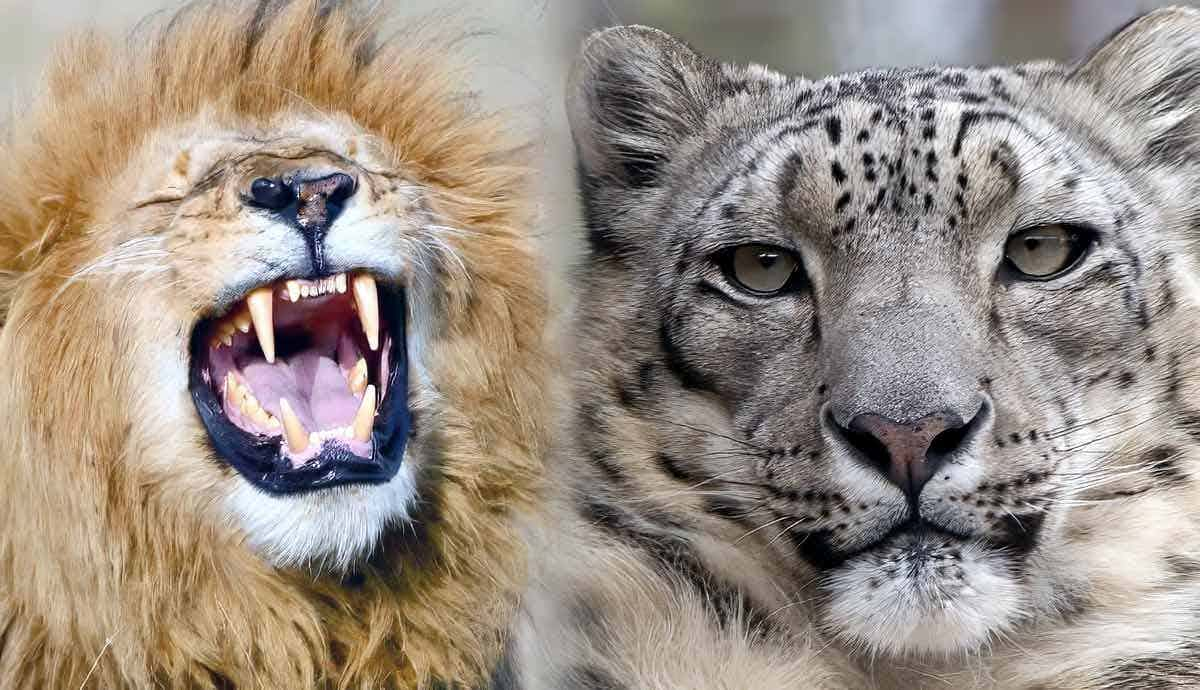 Big Cats: Everything You Need to Know