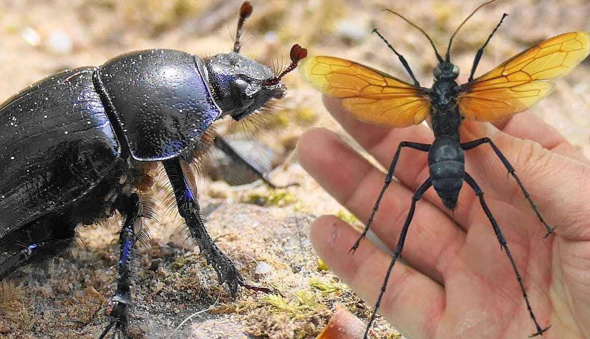 5 Of the World’s Strongest Insects