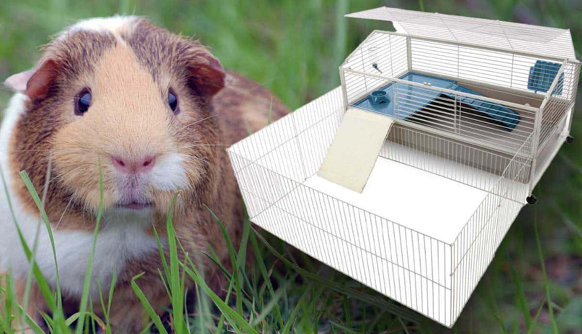 5 Cozy and Safe Cages That Guinea Pigs Will Love