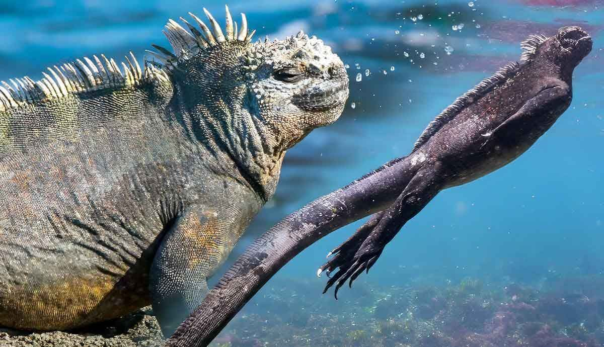 5 Interesting Facts About the Marine Iguana