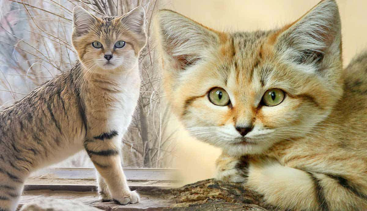 Top 5 Facts About the Sand Cat